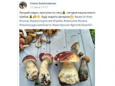 «Тихая охота»: где в Ломоносовском районе искать грибы?