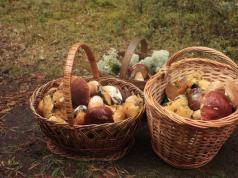 Сезон грибов в Ленинградской области